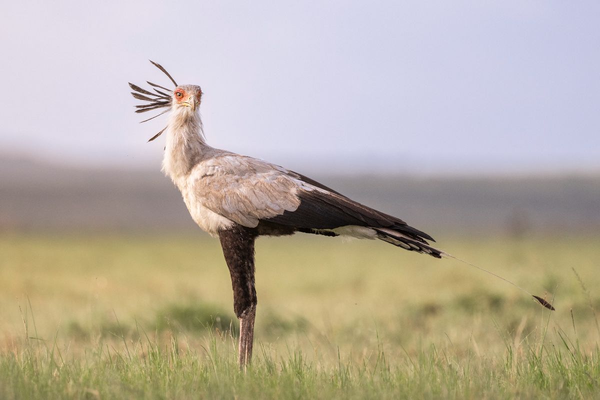 Secretary Bird