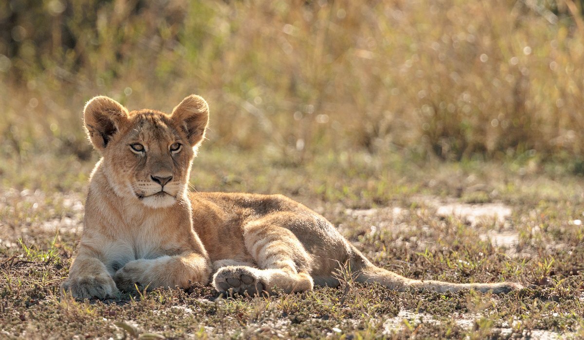 Masai Mara Weather and Wildlife November 2025