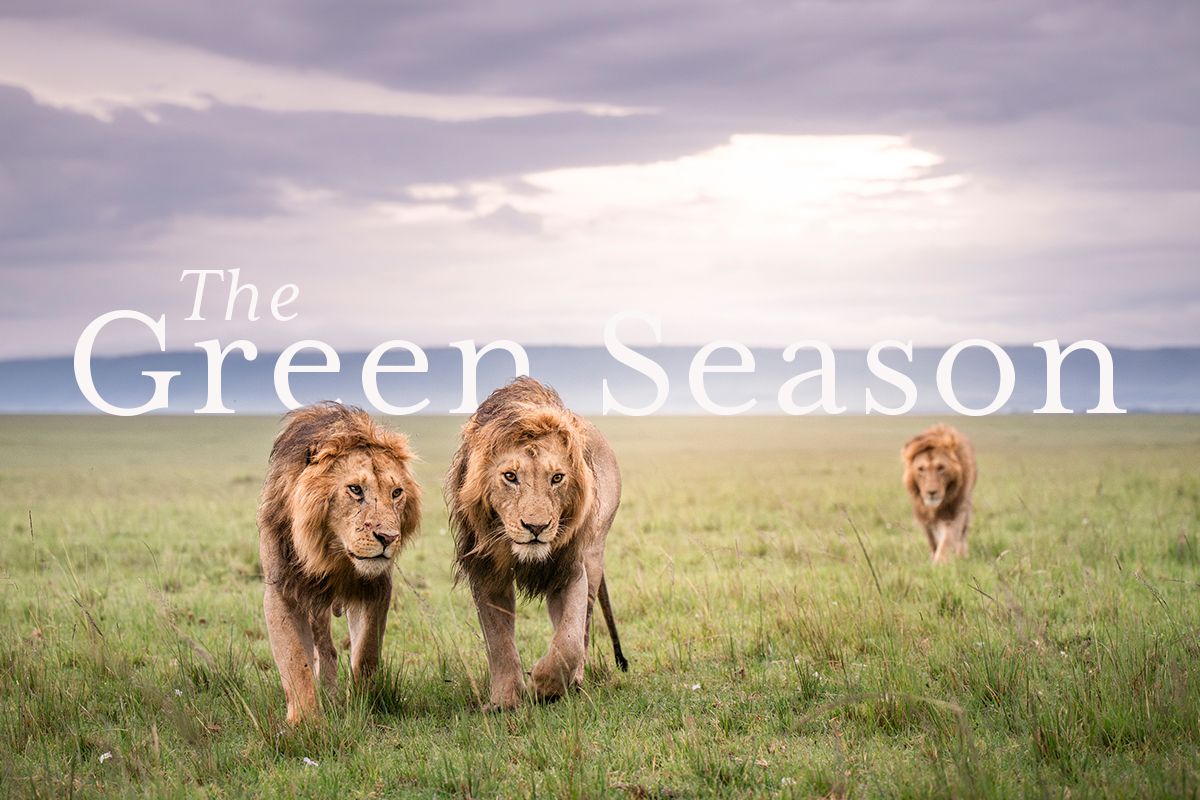 The Green Season 
