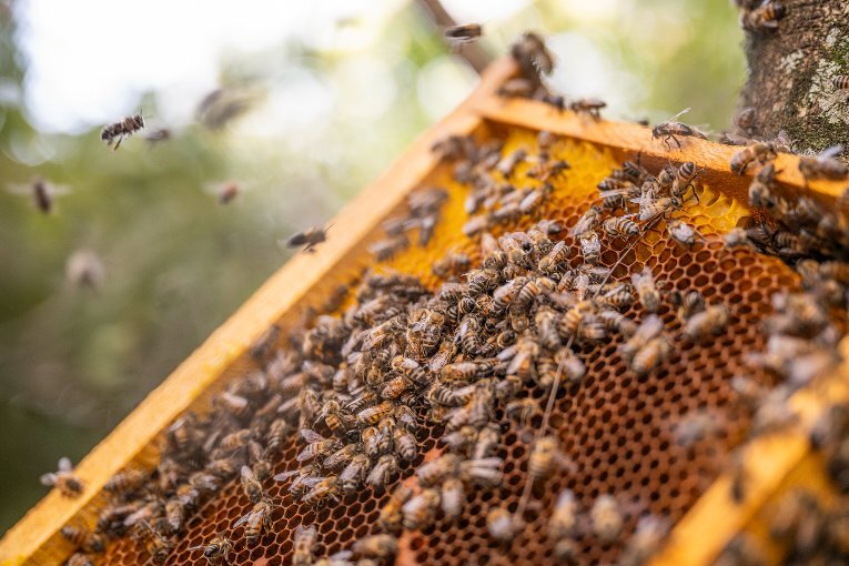 World Bee Day