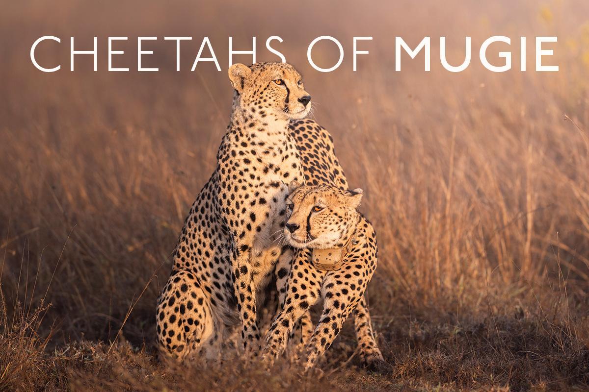 cheetahs of mugie